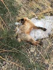 Vulpes vulpes vulpes