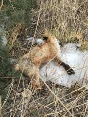 Vulpes vulpes vulpes