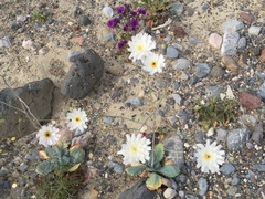 Atrichoseris platyphylla