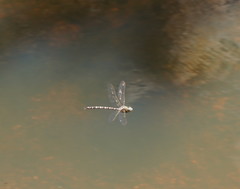 Austroaeschna unicornis