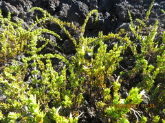 Coprosma ernodeoides