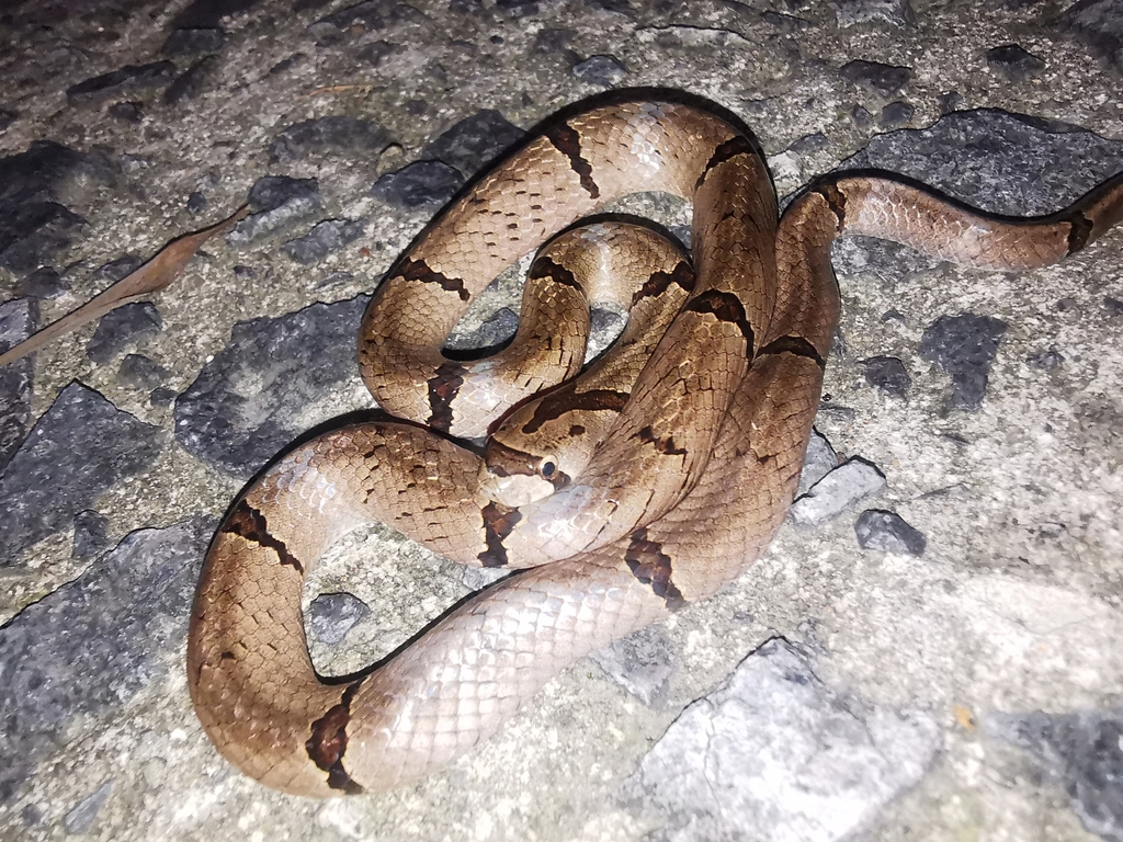 Chinese Kukri Snake