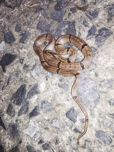 Chinese Kukri Snake