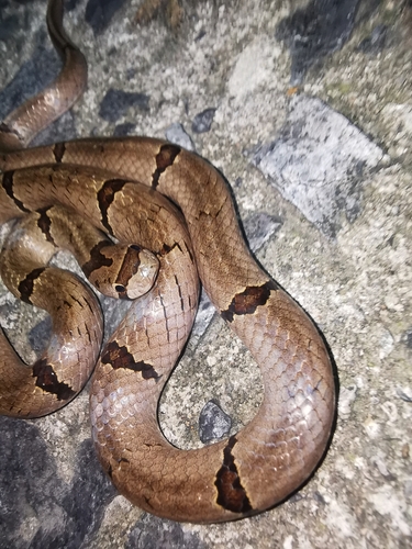 Chinese Kukri Snake
