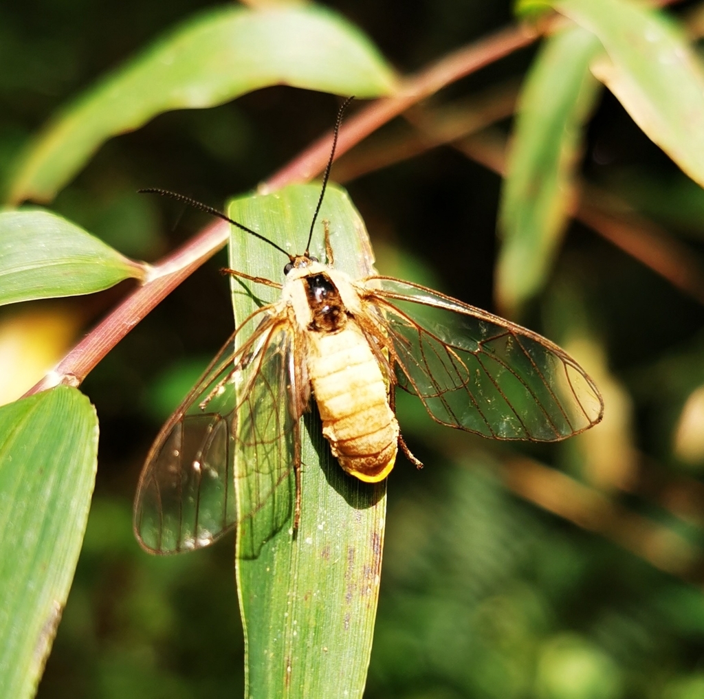 Dasysphinx bombiformis