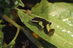 Mantella baroni