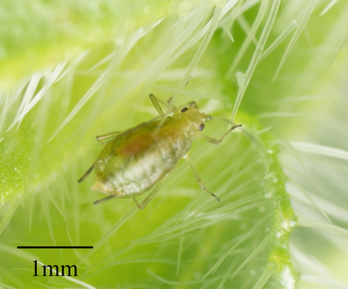Green Peach Aphid photo 6