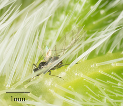 Brachycaudus helichrysi