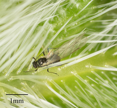 Brachycaudus helichrysi