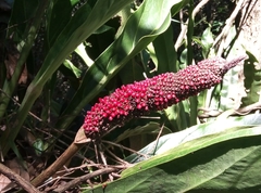 Anthurium schlechtendalii