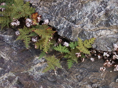 Aleuritopteris argentea