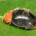 Dusky Lady Beetles - Photo (c) gbohne, some rights reserved (CC BY-SA)