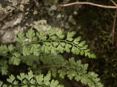 Asplenium tenuicaule