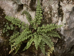 Asplenium tenuicaule