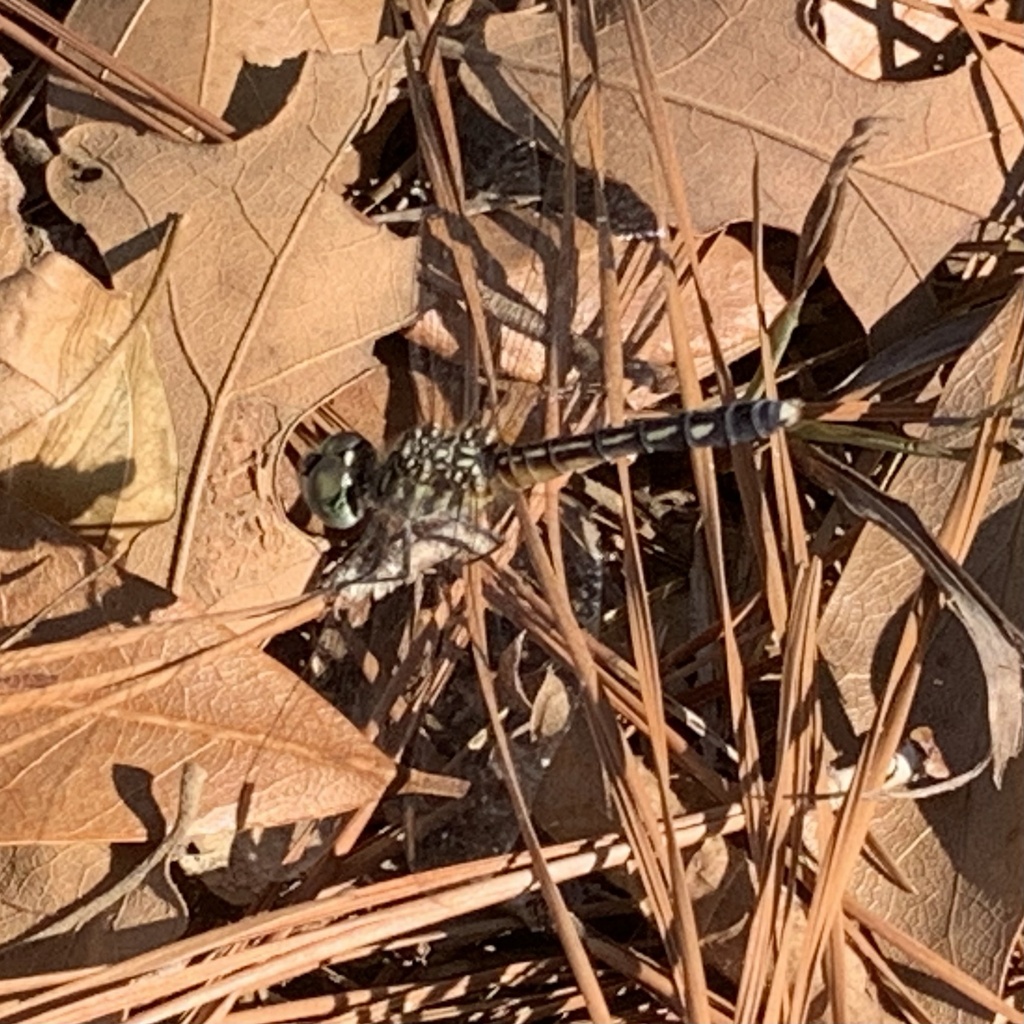 Blue Dasher from State Highway 35, Alvin, TX, US on August 31, 2023 at ...