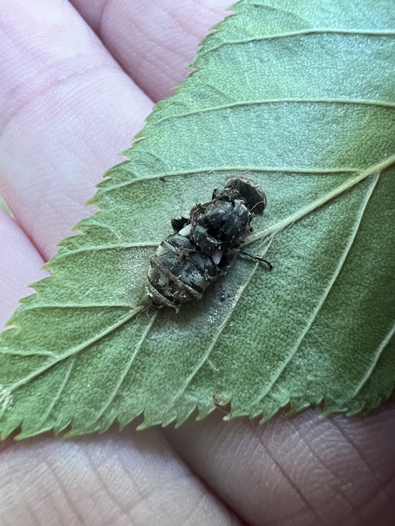Camillus Fly Fly Death Fungi from Lafayette Rd, Syracuse, NY, US on August 31, 2023 ...