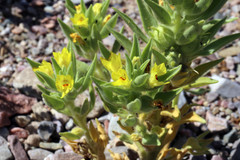 Mohavea breviflora