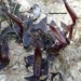 Aristolochia watsonii - Photo (c) Senderismo Guaymas, algunos derechos reservados (CC BY-NC)
