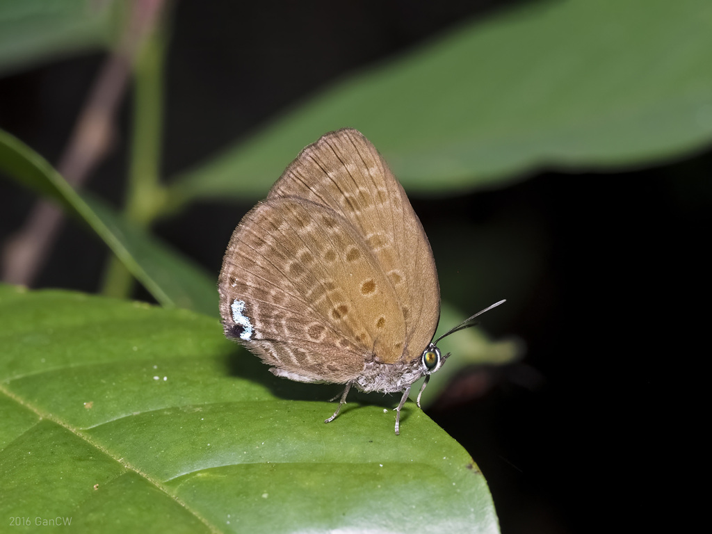 Broad Yellow Oakblue