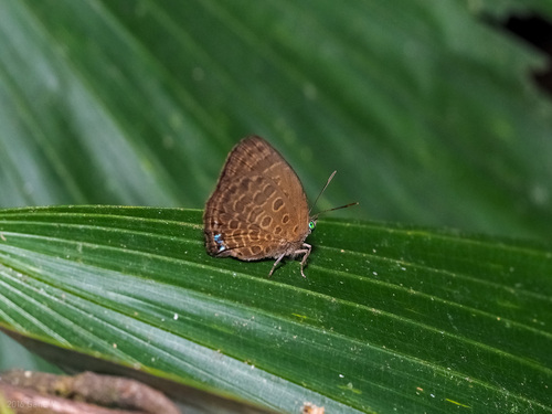 Arhopala wildeyana