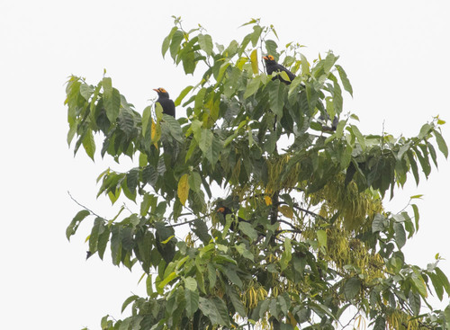 Yellow-faced Myna (Mino dumontii), photo 10