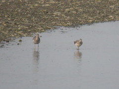 Tringa melanoleuca
