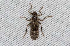 Boreothrinax maculipennis