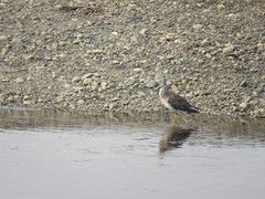 Tringa melanoleuca