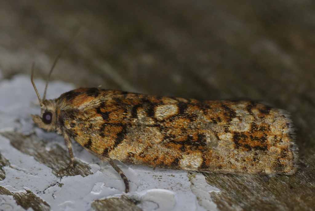 Choristoneura from Maison SaintAugustin on July 4, 2023 at 1052 PM by