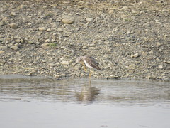 Tringa melanoleuca