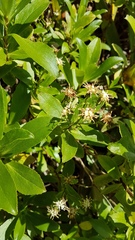 Traversia baccharoides