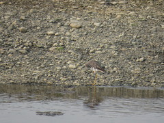 Tringa melanoleuca