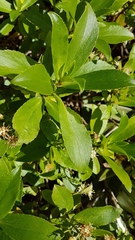 Traversia baccharoides
