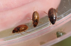 Enochrus hamiltoni