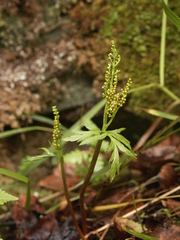 Botrychium lanceolatum