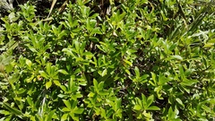 Traversia baccharoides