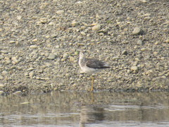 Tringa melanoleuca