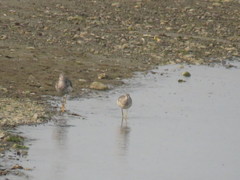 Tringa melanoleuca