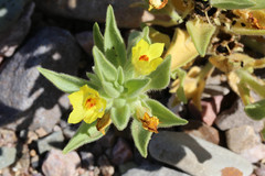 Mohavea breviflora
