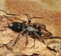 Lampona cylindrata