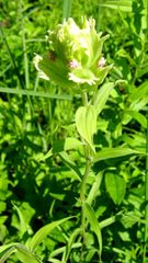 Castilleja pallida
