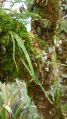 Notogrammitis angustifolia nothofageti