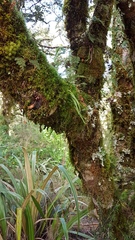 Notogrammitis angustifolia nothofageti