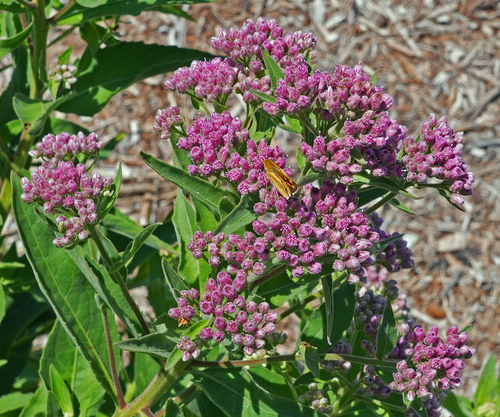iNaturalist observation photo of marsh fleabane
