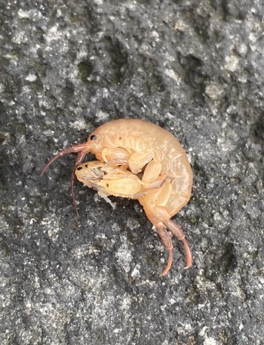 Traskorchestia ochotensis