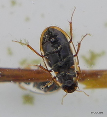 Enochrus hamiltoni