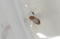 Mystonectes panaminti