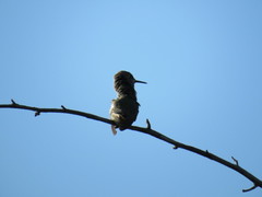 Calypte anna