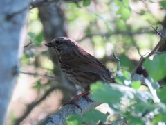 Melospiza melodia