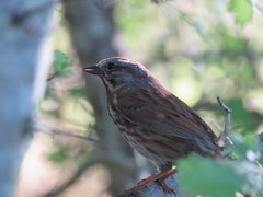 Melospiza melodia